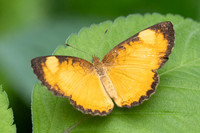 Tegosa anieta-9915