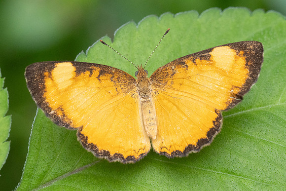 Tegosa anieta-9920