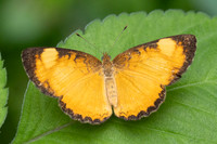 Tegosa anieta-9918