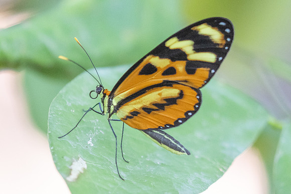 Mechanitis lysimnia-8299