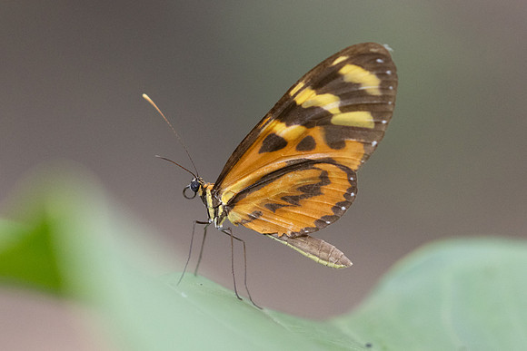 Mechanitis lysimnia-7843
