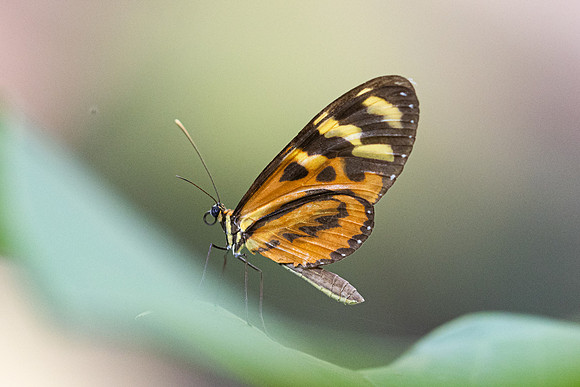 Mechanitis lysimnia-7839