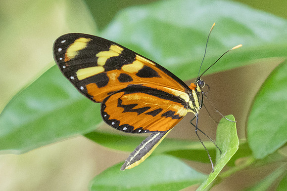 Mechanitis lysimnia-7014