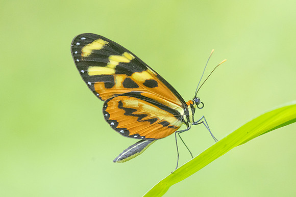 Mechanitis lysimnia-5759