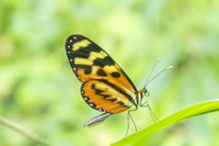 Mechanitis lysimnia-5742