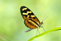 Mechanitis lysimnia-5746
