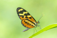 Mechanitis lysimnia
