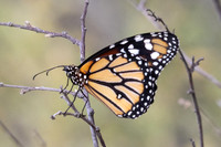 Danaus eresimus-9980 - Santa Marta - 15/07/25