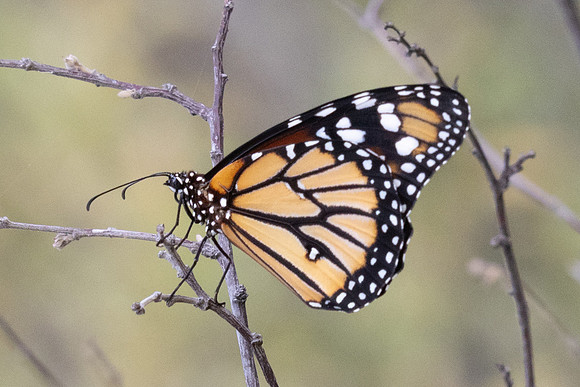 Danaus eresimus-9980 - Santa Marta - 15/07/25