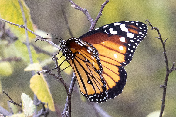 Danaus eresimus-9979 - Santa Marta - 15/07/25
