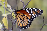 Danaus eresimus-9978 - Santa Marta - 15/07/25