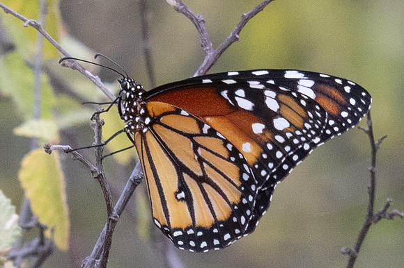 Danaus eresimus-9978 - Santa Marta - 15/07/25