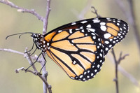 Danaus eresimus-9983 - Santa Marta - 15/07/25