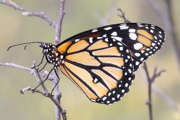 Danaus eresimus-9983 - Santa Marta - 15/07/25