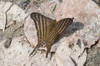 Marpesia chiron-2