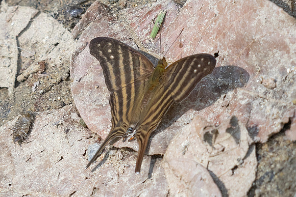 Marpesia chiron-2