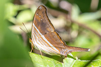 Marpesia chiron-5076
