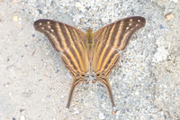 Marpesia chiron-0488