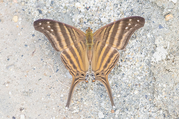 Marpesia chiron-0488