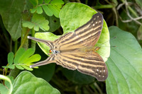 Marpesia chiron-0388