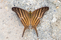 Marpesia chiron-0486