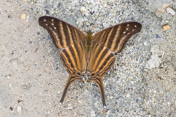 Marpesia chiron-0485