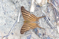 Marpesia chiron-0475