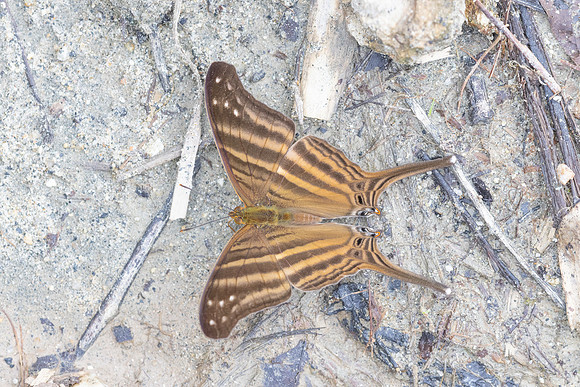 Marpesia chiron-0475