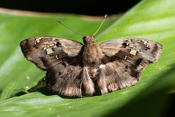 Quadrus lugubris-8244 - Bucaramanga - 31/07/25