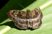 Quadrus lugubris-8487 - Bucaramanga - 31/07/25