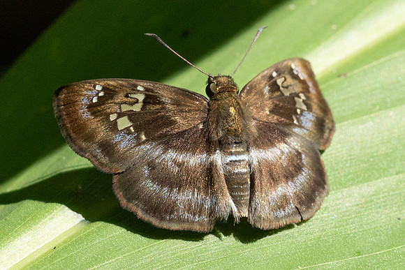 Quadrus lugubris-8487 - Bucaramanga - 31/07/25