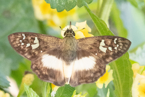 Clito sp-8586