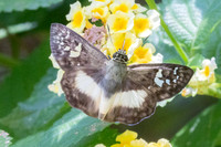 Clito sp-8593