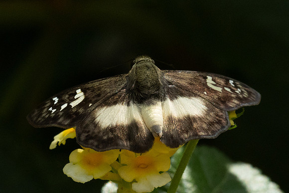 Clito sp-8570