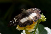 Clito sp-8567
