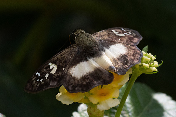 Clito sp-8567
