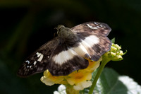 Clito sp-8565