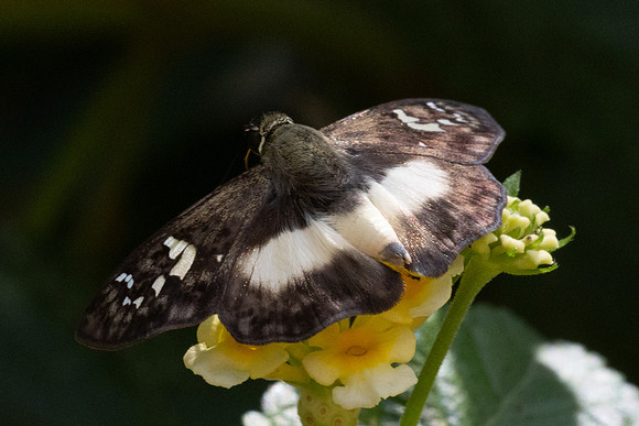 Clito sp-8565