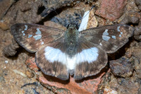 Clito sp-7518