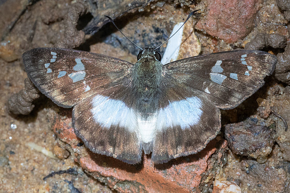 Clito sp-7518