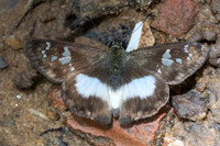 Clito sp-7516