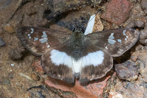 Clito sp-7516