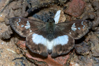 Clito sp-7529