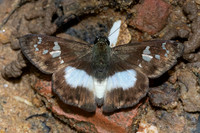Clito sp-7528