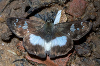 Clito sp-7514