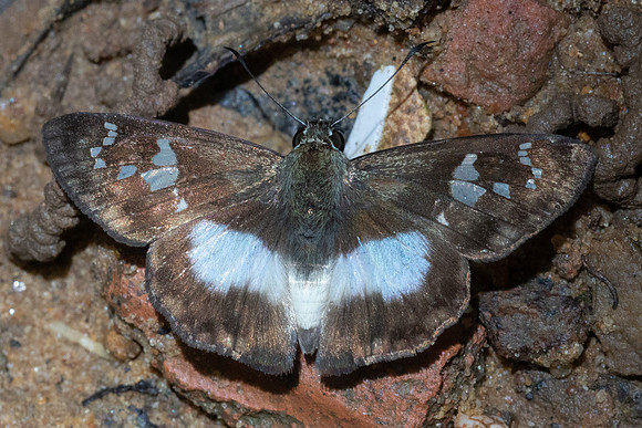 Clito sp-7514