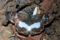 Clito sp-7512