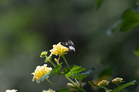 Clito sp-8545