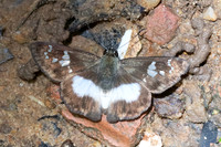 Clito sp-7497