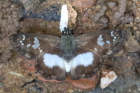 Clito sp-7484